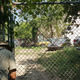 Image for article titled A Michigan Town Is Forcing This Man To Sell 20 Old Cars Off His Property Every Month